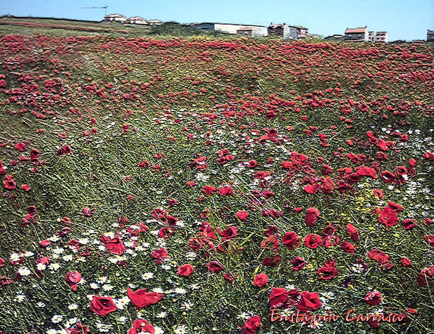 Campo de Amapolas Nature Color (Digital)