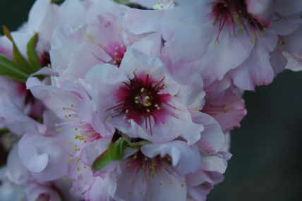Primavera
