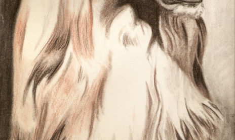Animales