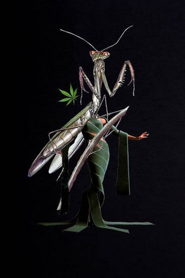 MANTIS Card Animals