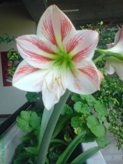 Flor