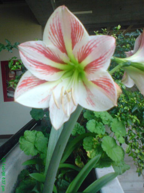 Flor