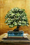 SERIE BONSAI