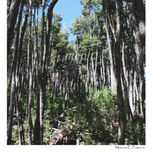 Bosques Patagónicos thumbnail 2