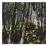 Bosques Patagónicos thumbnail 1
