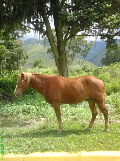 Caballo