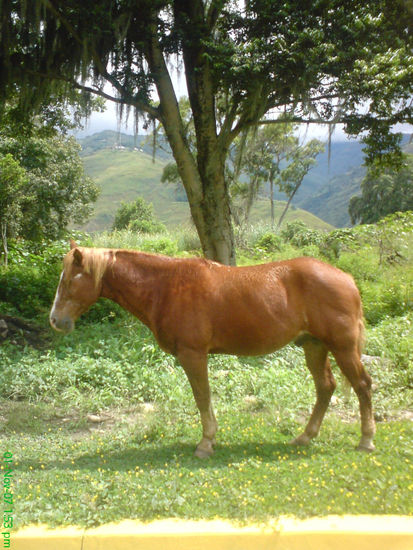 CABALLO 