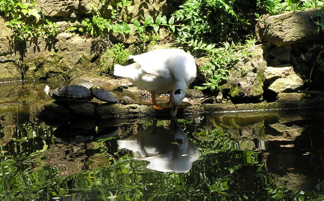 el espejo del pato
