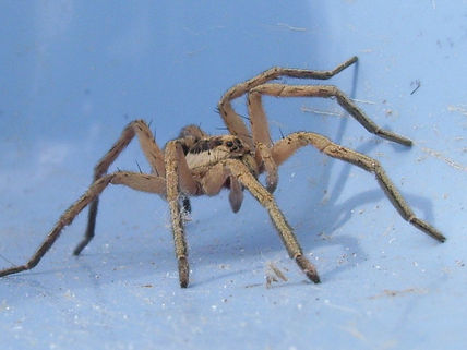 Foto de araña jardin