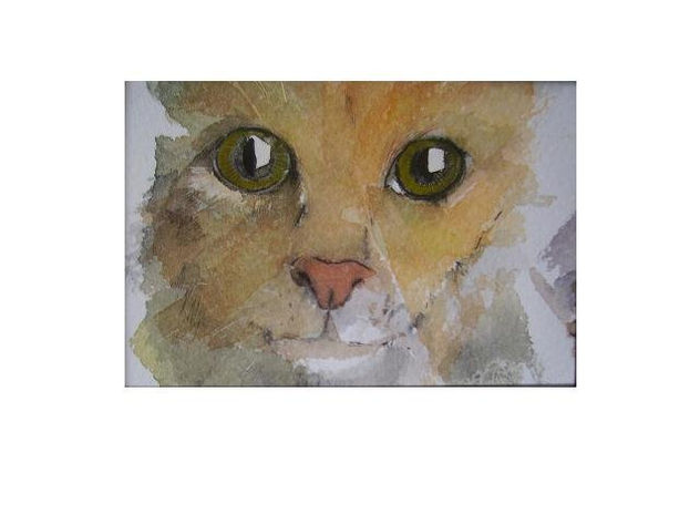 Estudio de gato
