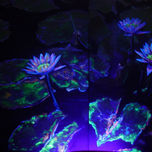 A Natura thumbnail 1