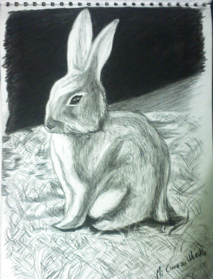 conejo weriko...! Charcoal