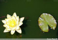 Una Flor en los Jardines de Puerta Oscura.