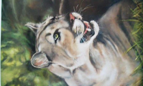 FELINOS
