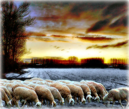 Pastoral