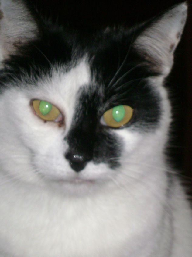 "GATITA CON GRAN PRESENCIA"