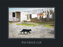 The black cat.