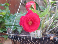 Rosa en el vaso