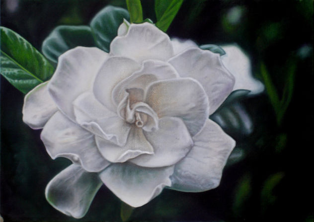 cuadro de flores Gardenia