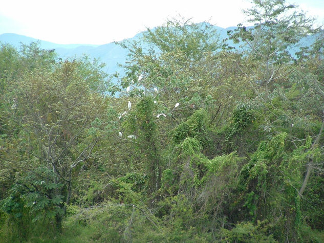 Santuario de aves 