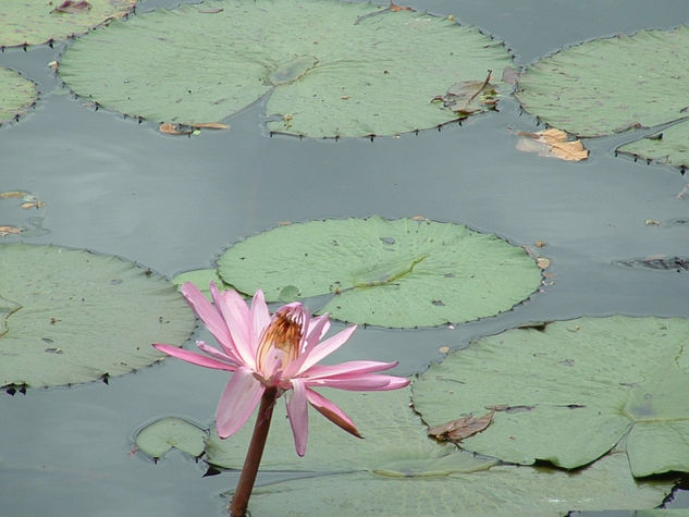 Flor de loto Naturaleza Color (Digital)