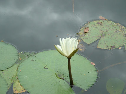 Flor de loto blanca