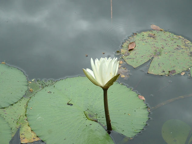 Flor de loto blanca 