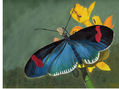 mariposa azul