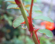 despues de la lluvia