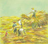 CAMPESINOS