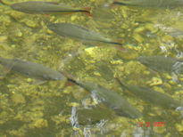 Peixes do pantanal