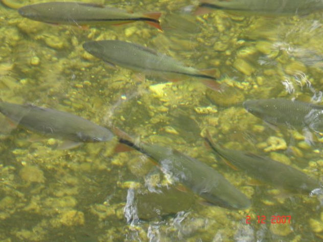 peixes do pantanal
