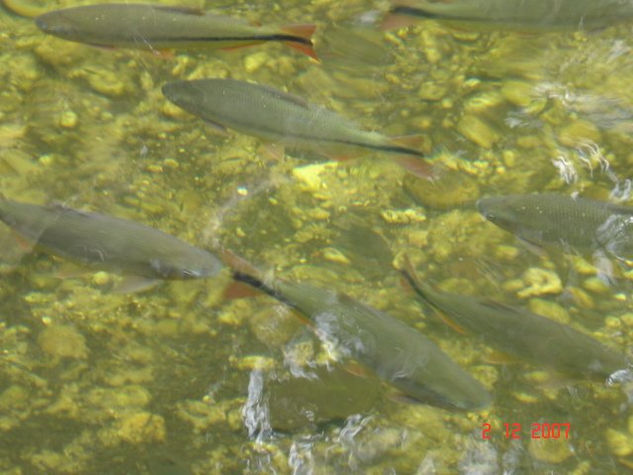 peixes do pantanal 