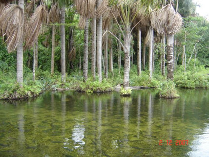 Pantanal