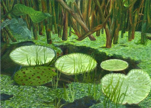 Victoria Regia Oil Paper Landscaping