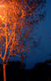 arbol naranja