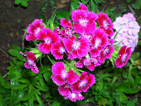 Flores