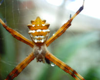 Araña