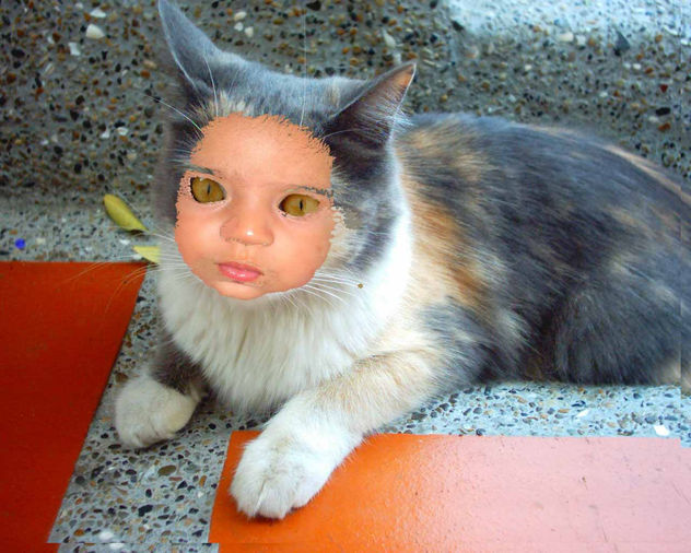 niñogato