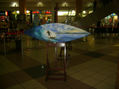 surf