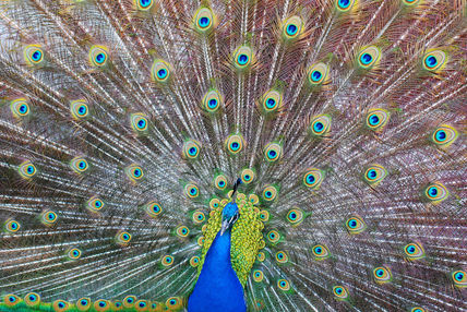 Abanico de colores