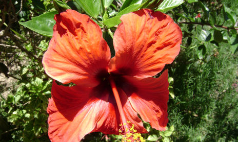 COLECCIÓN DE FLORES AL NATURAL