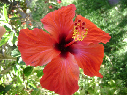 "ibisco rojo 2"