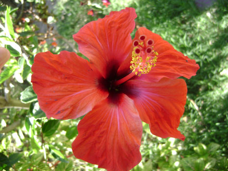 "ibisco rojo 2"