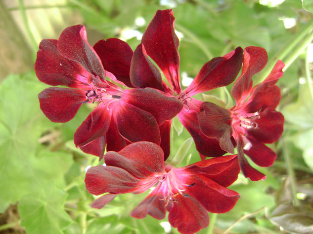 "FLOR ROJA" Naturaleza Color (Digital)