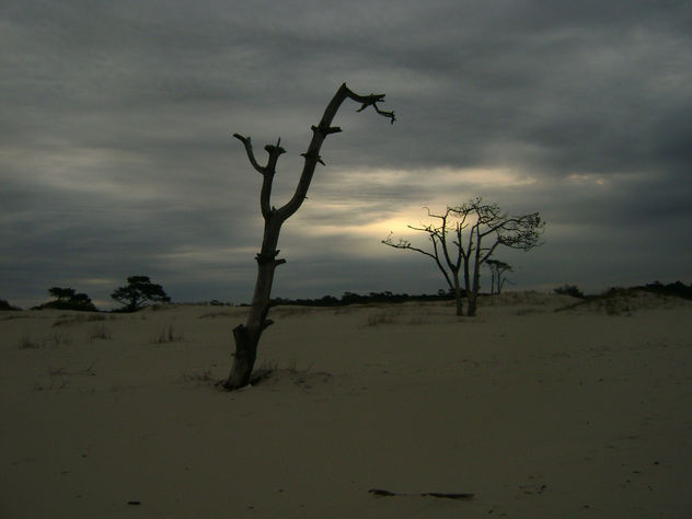 "ARENA, ÁRBOLES, CIELO Y ATARDECER"