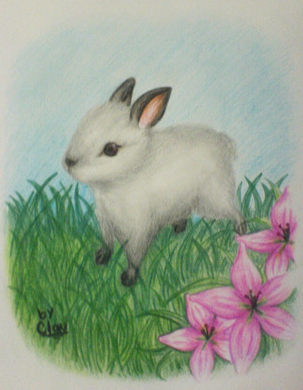 Conejo
