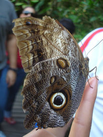 Mariposa Quindiana