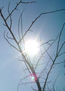 Sol entre ramas