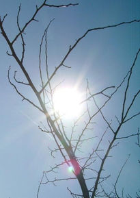 Sol entre ramas